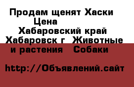 Продам щенят Хаски › Цена ­ 15 000 - Хабаровский край, Хабаровск г. Животные и растения » Собаки   